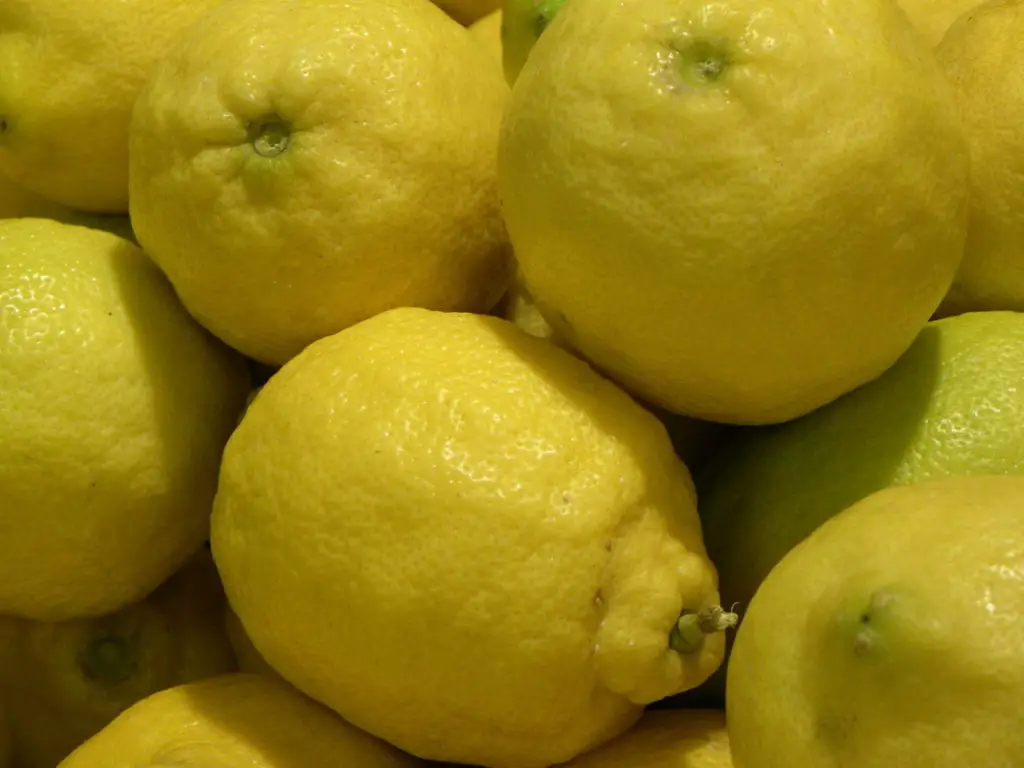 Picking lemons while studying in the Amalfi Coast