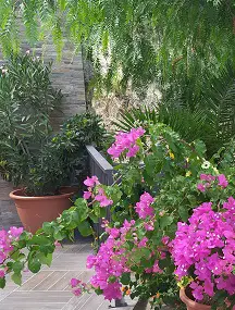 Bougainvillea flowers