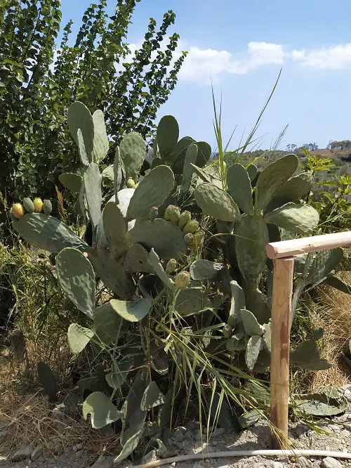 The prickly pears are always present in an agriturismo location.