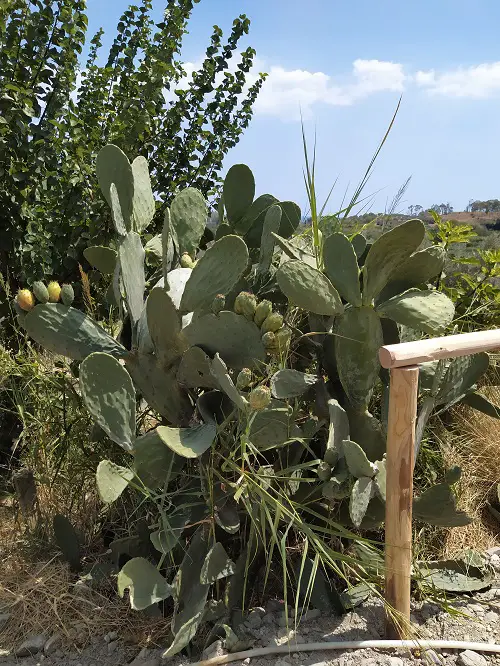 Prickly pear fruits