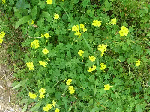 wild flowers growing in Calabria