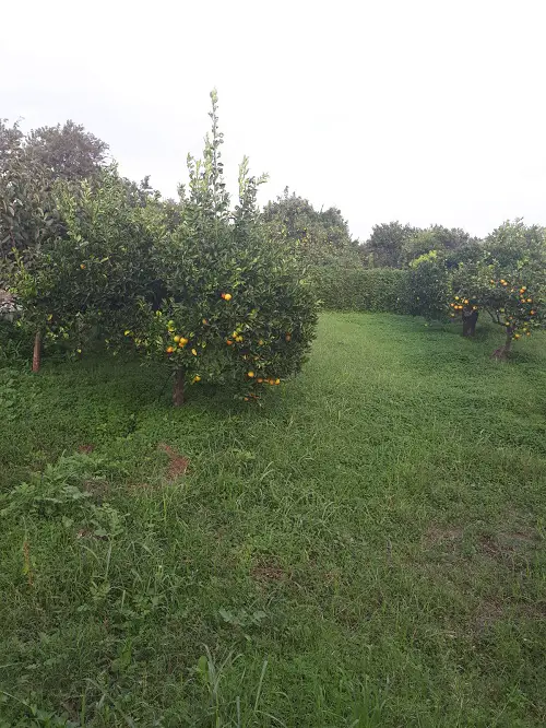 Plenty of citrus trees in southern Italy - immigration facts
