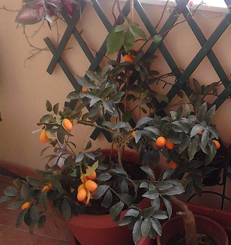 A Chinese mandarin tree