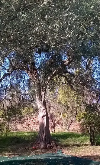 Owning land in Calabria to make your own olive oil.