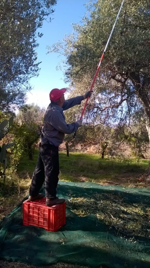 Collecting olives with hand-held shaker in your land