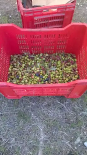 olives put in crates from the land