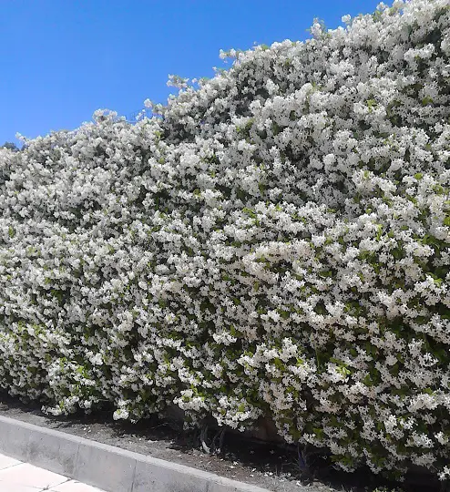 fragrant places full of Jasmine