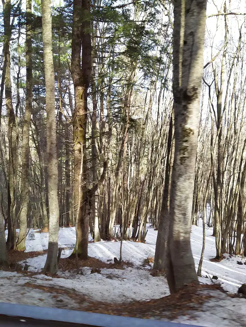 The Corsican pine trees in the winter