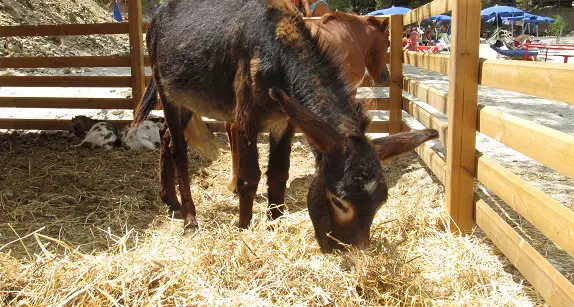 small farm animals in a stable