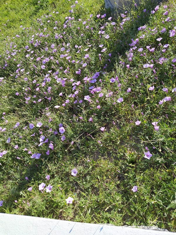 Wild flowers in Calabria during covid