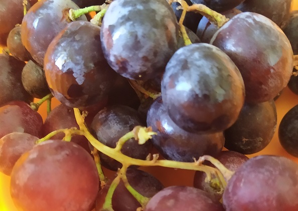 Calabrian grapes