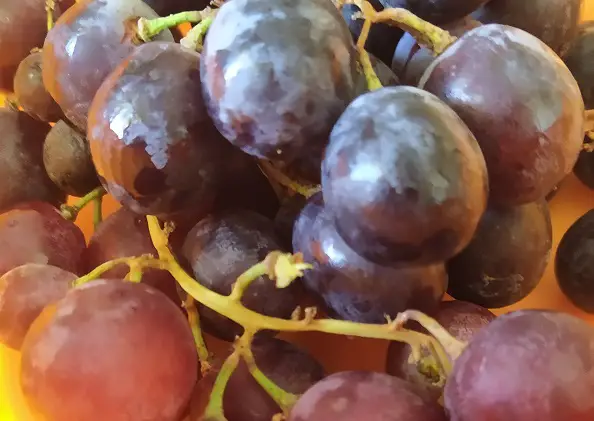 The grapes of Bivongi with nature all around the vineyards