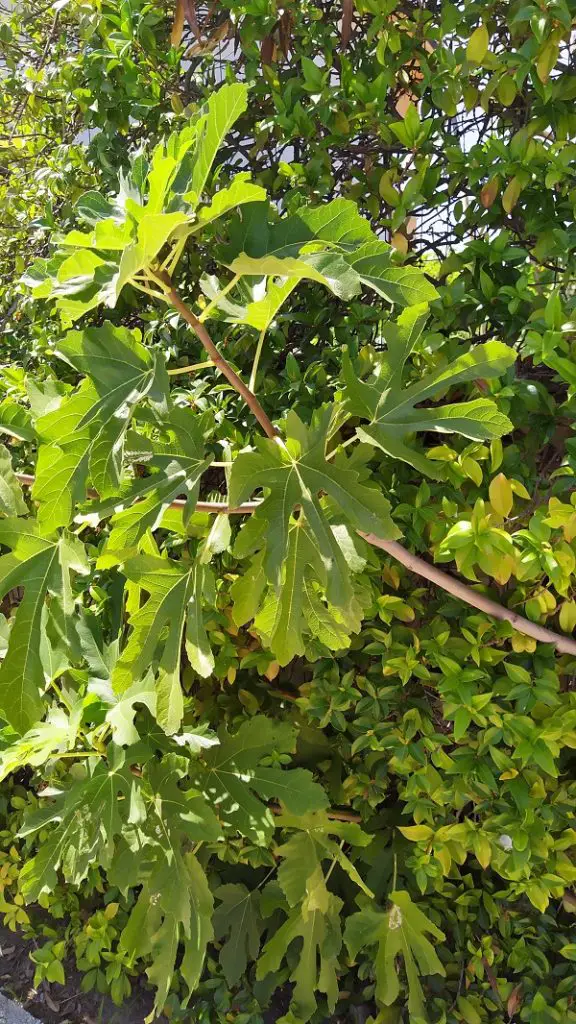 The half-eaten fig turned into a fig tree.