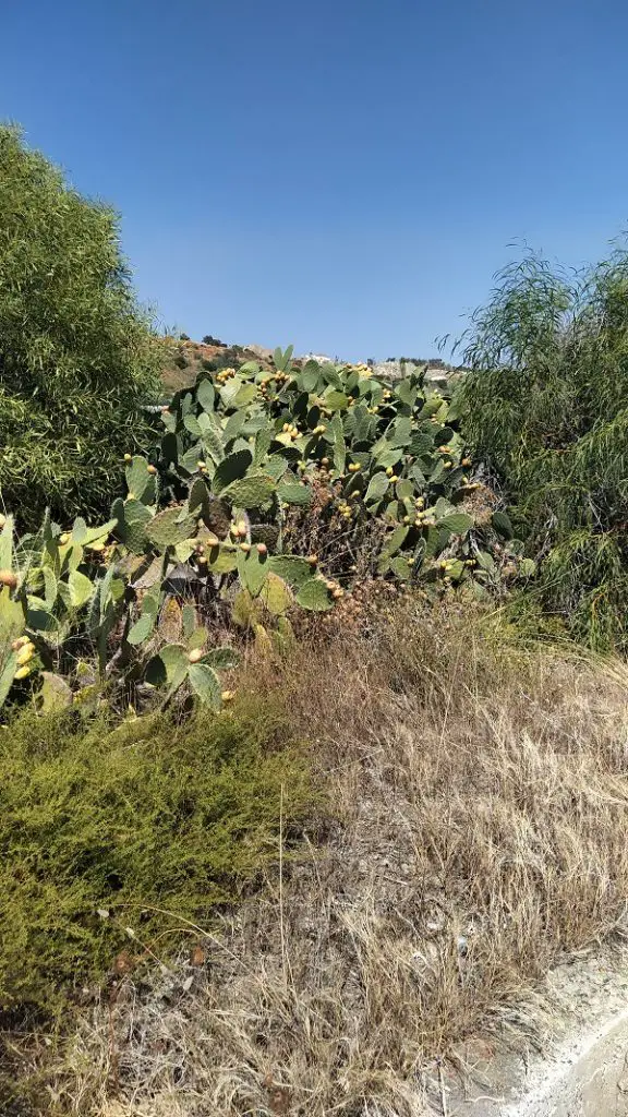 prickly pear fruits grow randomly