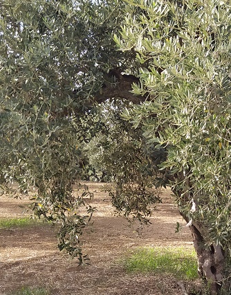 Olive trees in Castelvetrano