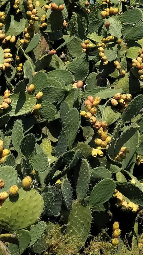 cactus fruits