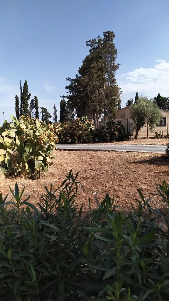 Typical Sicilian vegetation