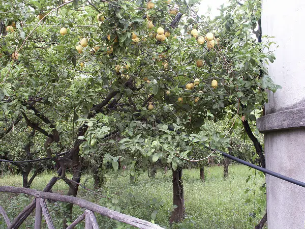 The lemon groves of Sorrento