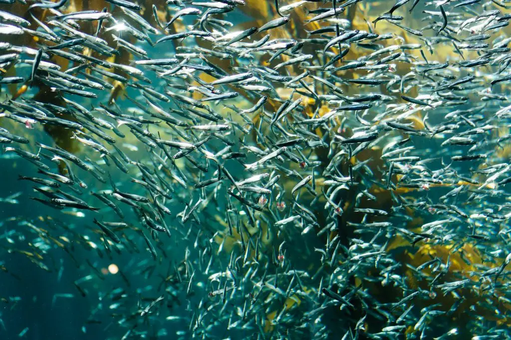 Scuba diving in Sardinia