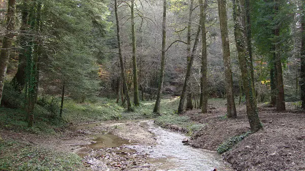 The forest in Serra San Bruno