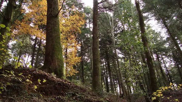 The forest near the monastery in Serra San Bruno