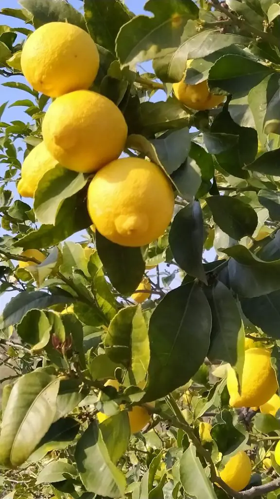 Citrus fruits and tranquillity