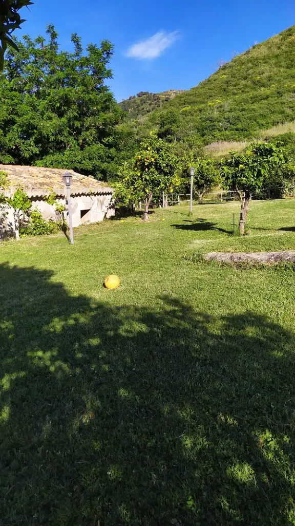 orange trees in southern Italy